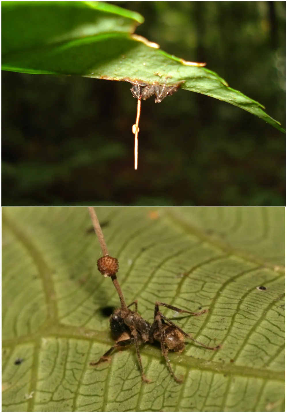 Ants biting the underside of leaves as a result of infection by O. unilateralis. The top panel shows the whole leaf with the dense surrounding vegetation in the background and the lower panel shows a close up view of dead ant attached to a leaf vein. The stroma of the fungus emerges from the back of the ant's head and the perithecia, from which spores are produced, grows from one side of this stroma, hence the species epithet. The photograph has been rotated 180 degrees to aid visualization.