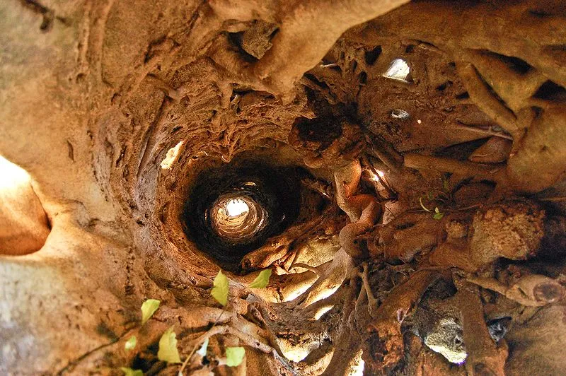 View upwards from inside the hollow of a strangler fig near the Ayerpadi estate near Valparai