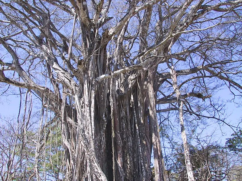Old strangler fig in the final stage, Costa-Rica, peninsula Nicoya