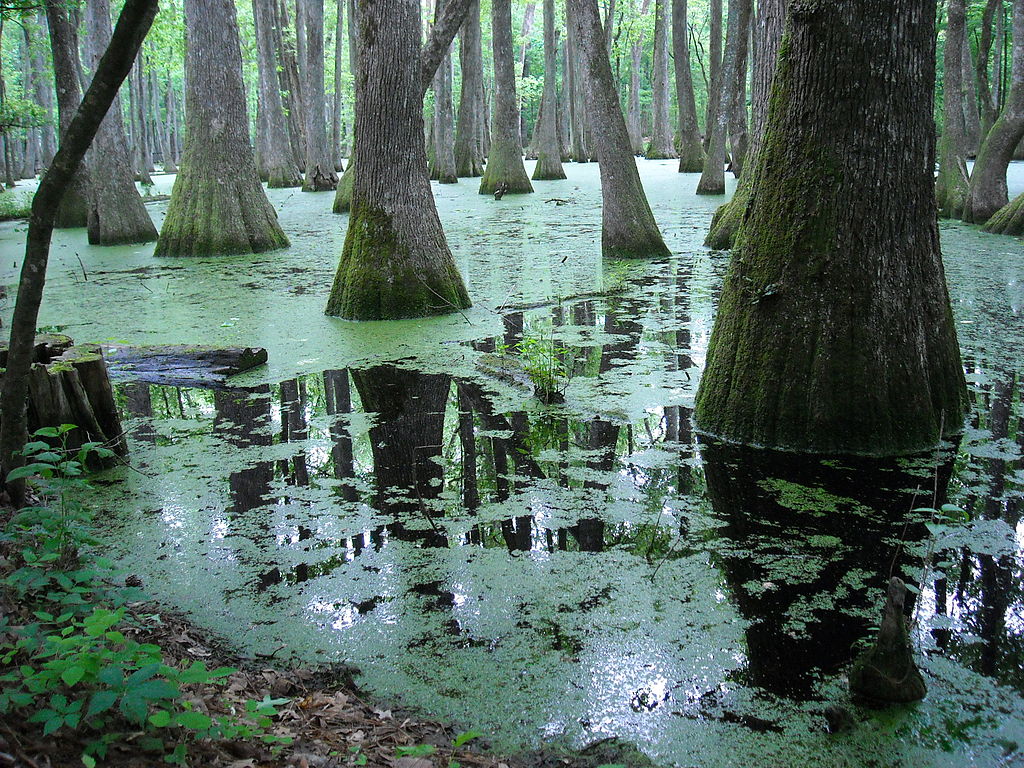 If wood decomposes how do we have coal 🤔 - Carboniferous Age