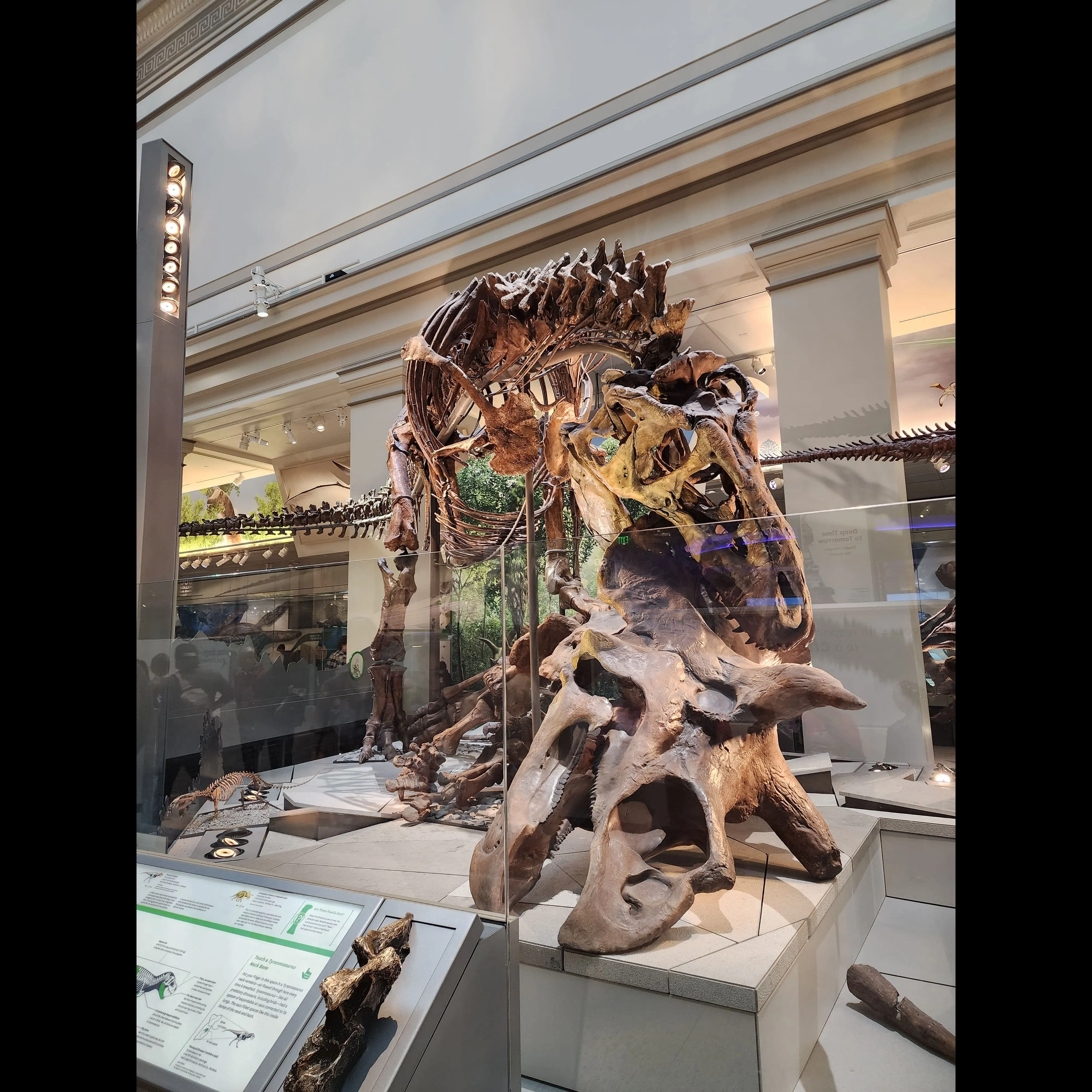 Dinosaur eating another at Smithsonian Dinosaur eating another at Smithsonian